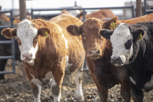 Picture of Livestock and Forage Centre of Excellence